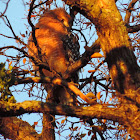 Red Shouldered Hawk