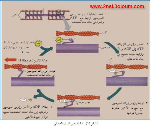 كتاب البيولوجياء la biologie 94