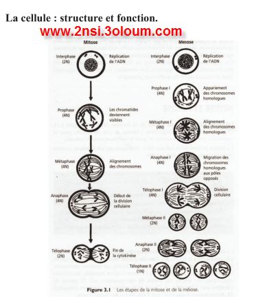 Anatomie Et Physiologie 2