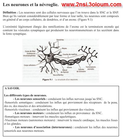 Anatomie Et Physiologie 4