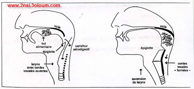 Physiologie  Digestive 4