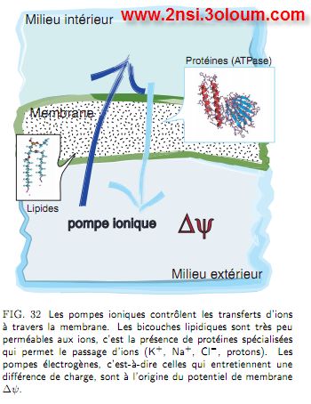 biophysique 7