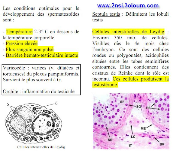 Embryologie et histologie de l'appareil génital 3