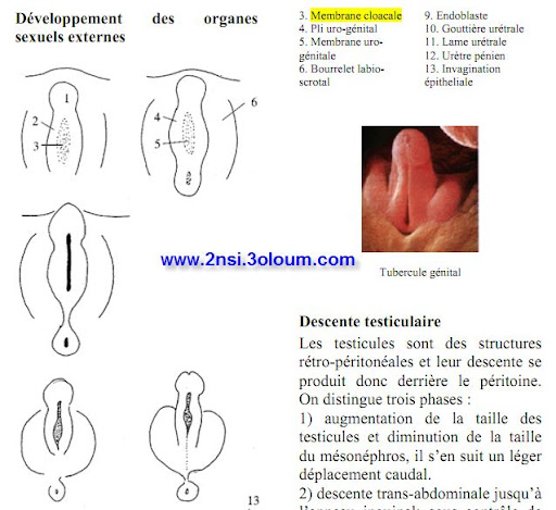 Embryologie et histologie de l'appareil génital 2