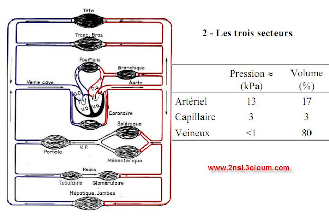 BIOPHYSIQUE DE LA CIRCULATION Biophysique cardiaque 2