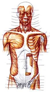  تشريح جسم الإنسان Muscles_of_head_neck_torso_anatomy_thumb2