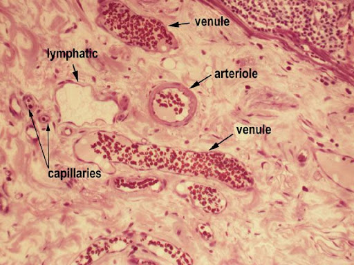  تشريح جسم الإنسان Capillaries