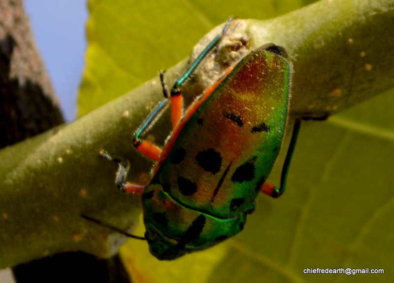 jewel bugs or metallic shield bugs