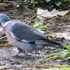 Woodpigeon