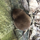 Shrew or Shrew Mouse