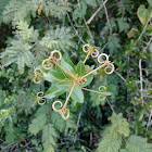 Climbing Flax