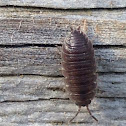 Rough woodlouse