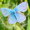 Common Blue