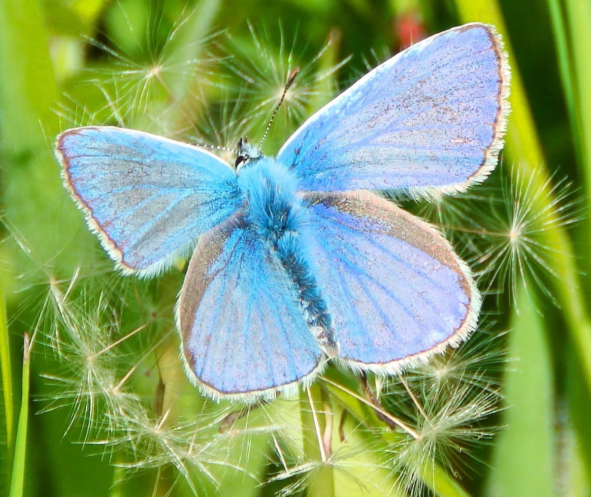 Common Blue