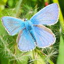 Common Blue