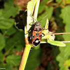 Lygaeus alboornatus