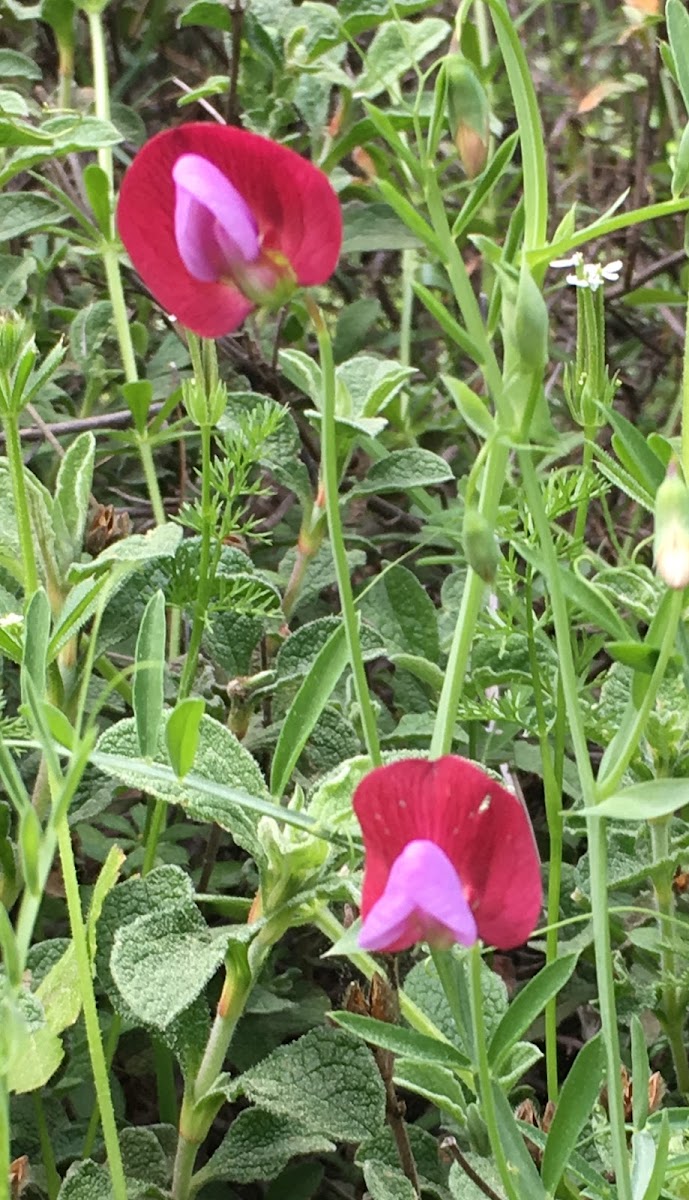 Spanish vetchling