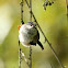 Long Tailed Tit