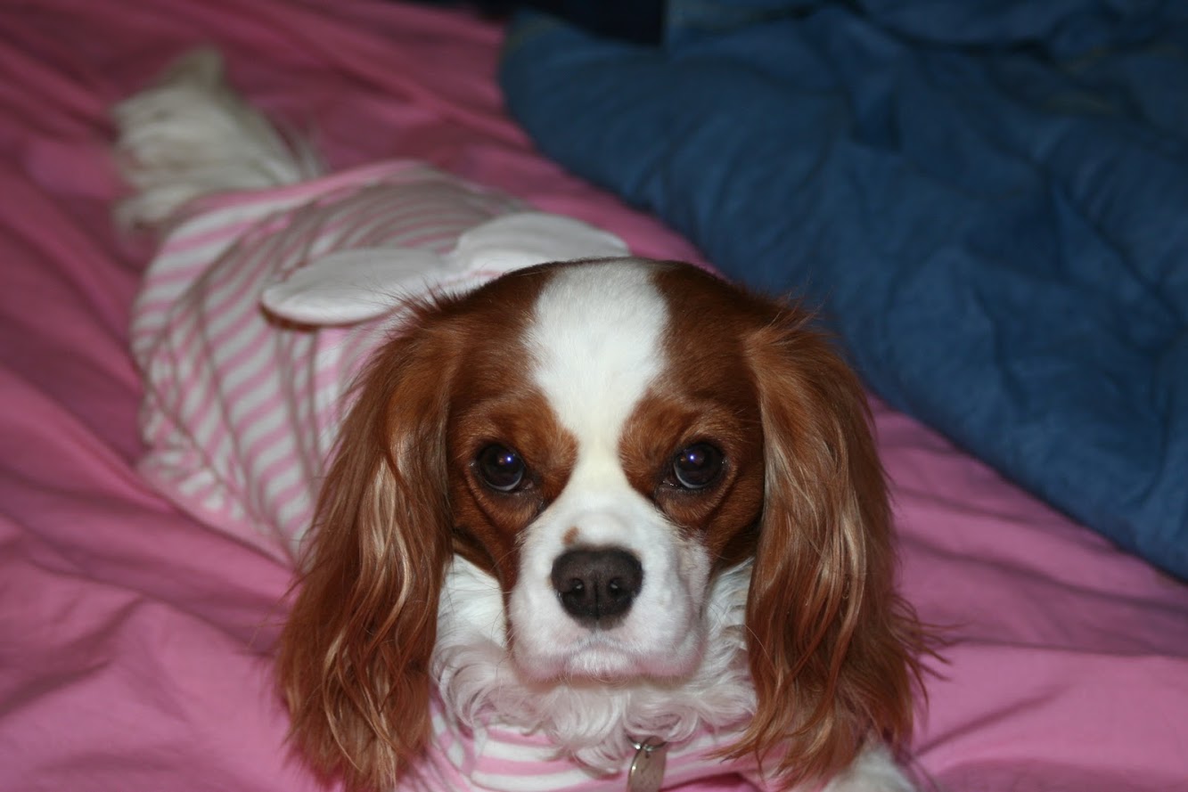 Celebrate Halloween with Two Little Cavaliers