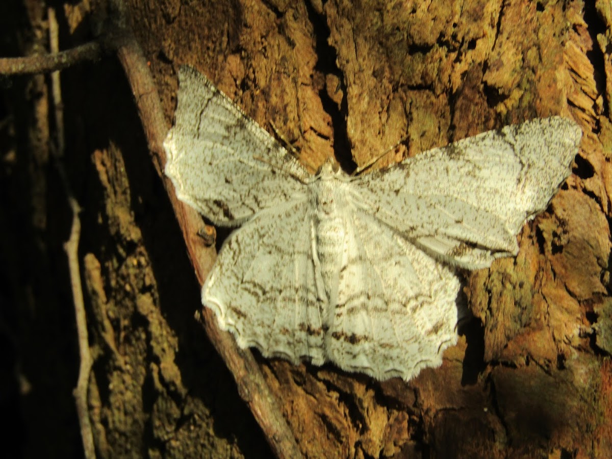 Mariposa geometrica