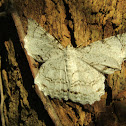 Mariposa geometrica