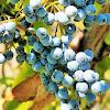 Blue elderberry