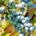 Blue elderberry