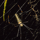 Golden Orb Web Spider