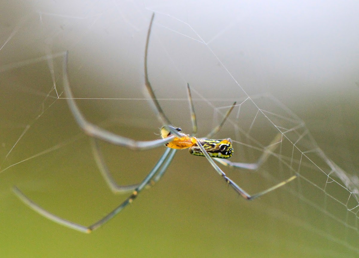 Silver Marsh Spider