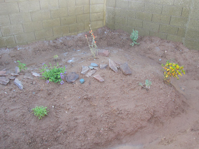 Uromastyx Garden Plants
