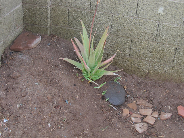 Aloe, a desert subtropical plant