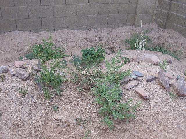 Desert Plants for Tortoises