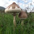 The parasol mushroom