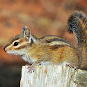 Townsend's chipmunk