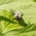 hoverfly