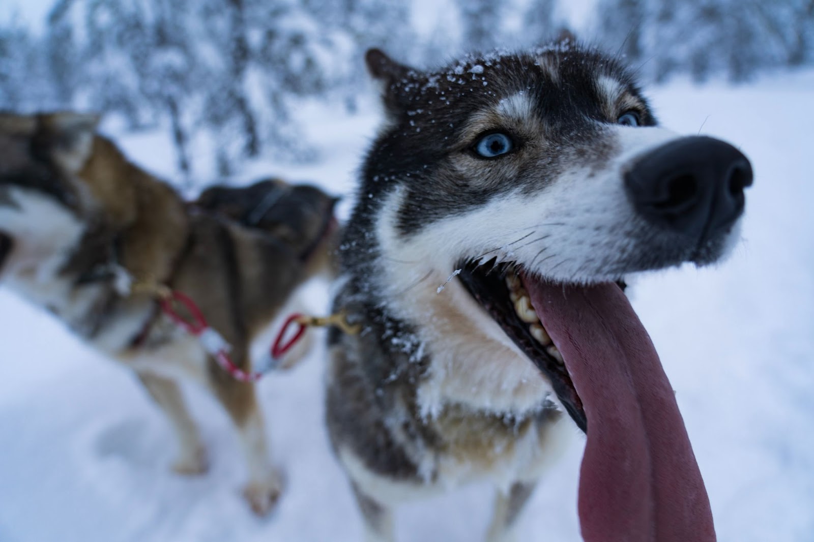 Happy, playful pomsky in the snow