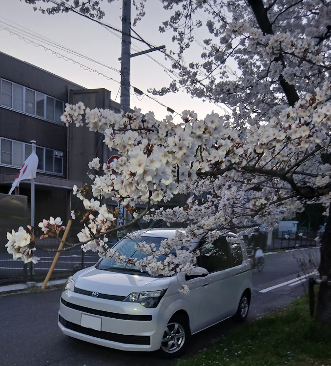 スペイドの桜シーズン到来・岐阜の桜・桜映え？・4月もよろしくお願い致します🌸に関するカスタム事例の投稿画像8枚目