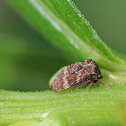 Treehopper