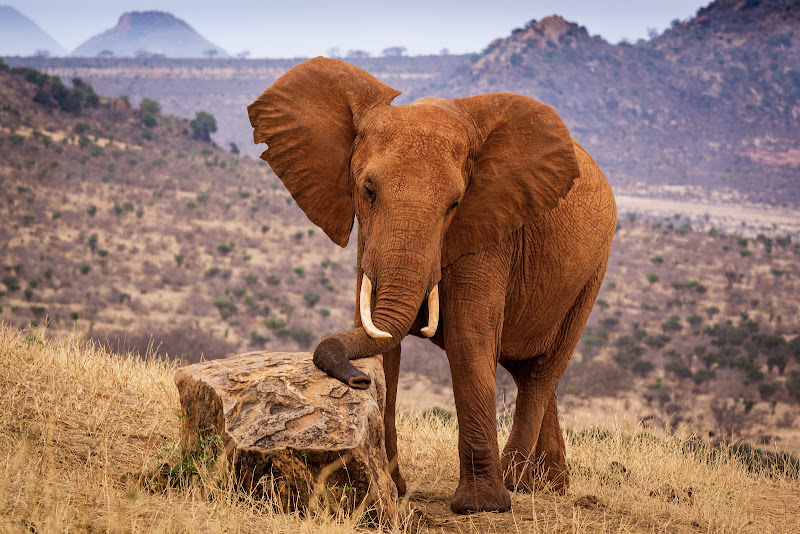 Red Elephant di andreroc