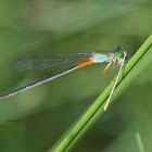 Orange-tailed Marsh Dart