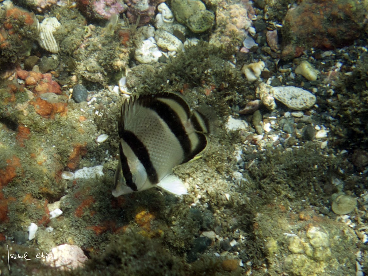 Pez mariposa tres bandas / Threebanded butterflyfish