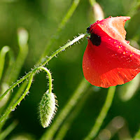 rosso sul verde di 