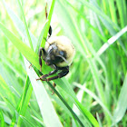 Bombus monticola (Bee)