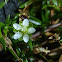 Pearlwort