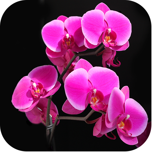 Orchid Wallpapers 娛樂 App LOGO-APP開箱王