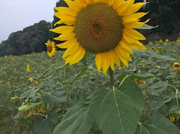 あいつなんか好きになるか！