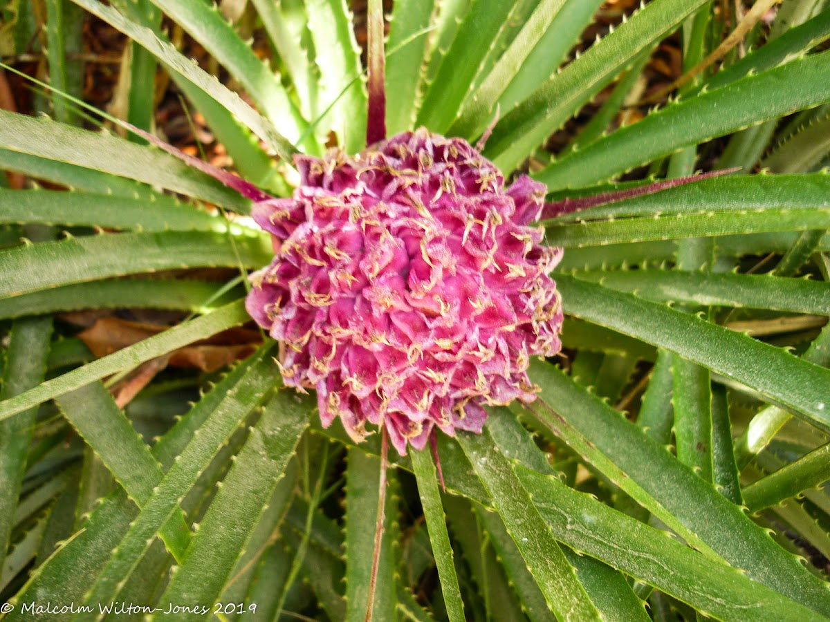 Pink flower