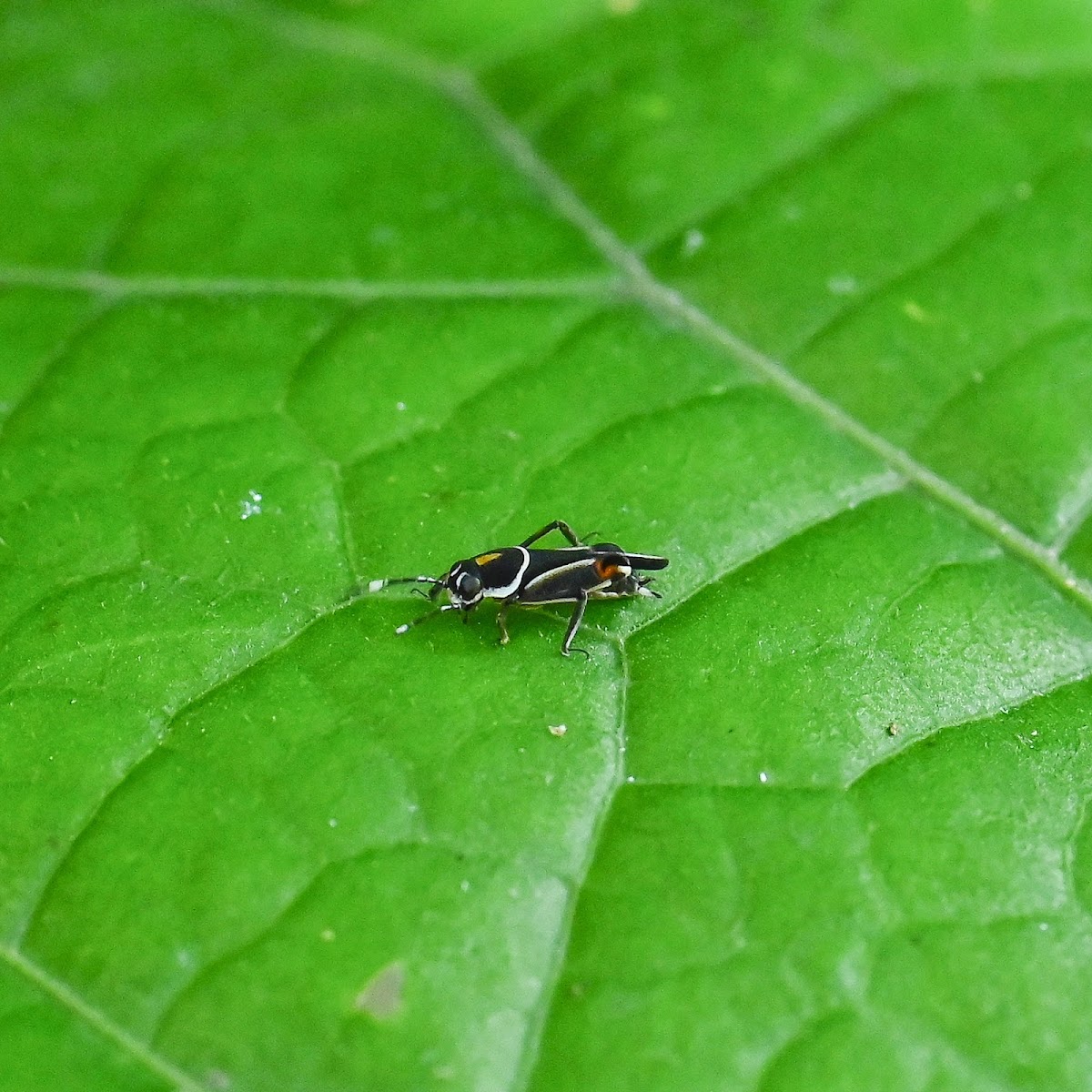 Mud cricket