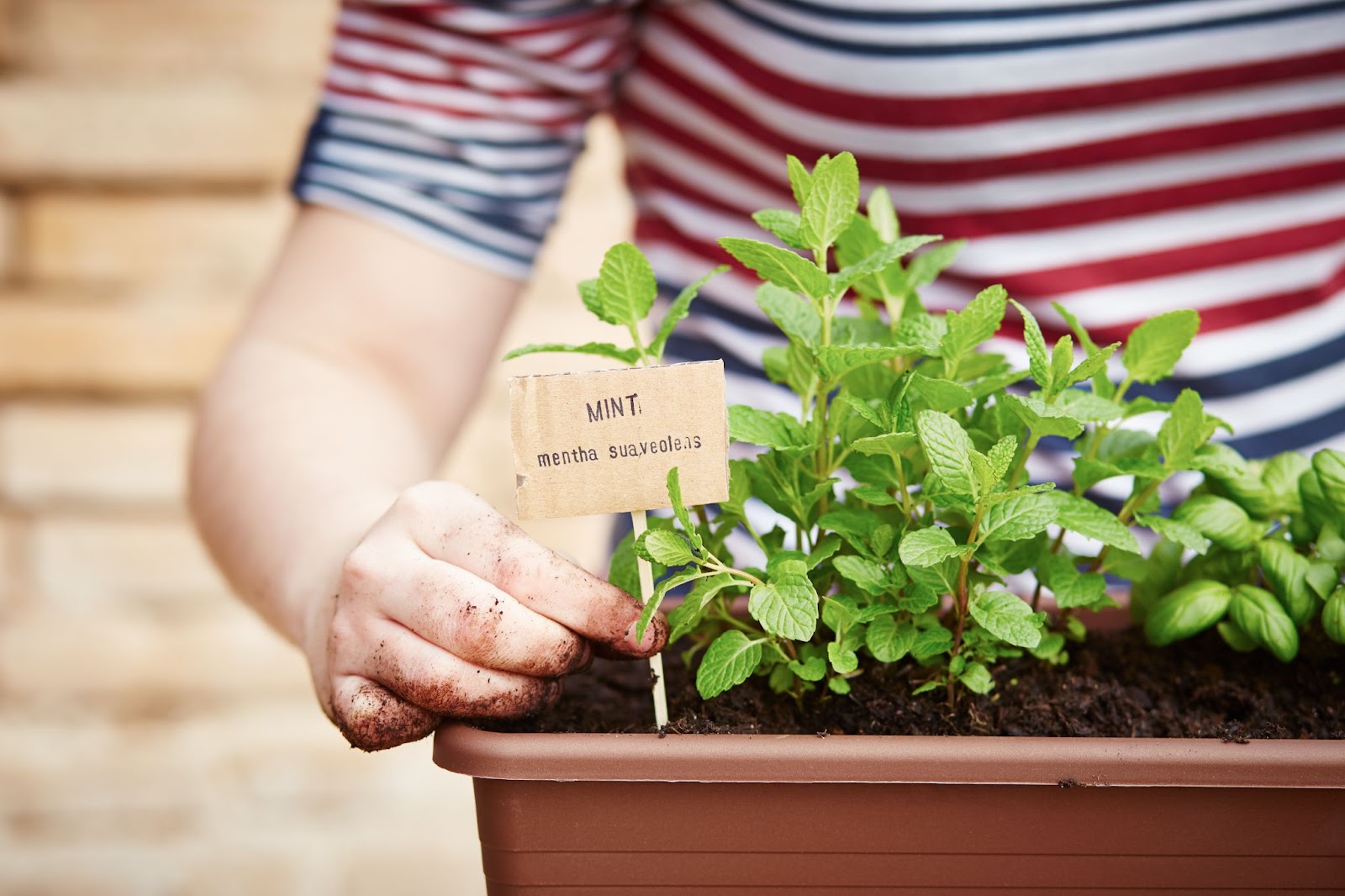 labeling plants will help new homeowners know how to care for their yard