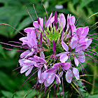 SPIDER PLANT